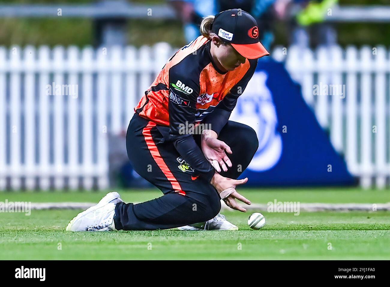 Sydney, Australie. 12 novembre 2024. Lilly Mills de Perth Scorchers lance une prise lors du match de Big Bash League féminin entre le Thunder de Sydney et les Scorchers de Perth à Drummoyne Oval. Perth Scorchers remporte le match de Big Bash League féminin contre le Thunder de Sydney par 74 courses. Perth Scorchers : 171/7 (20 overs), Sydney Thunder : 97/10 (19,3 overs). Crédit : SOPA images Limited/Alamy Live News Banque D'Images