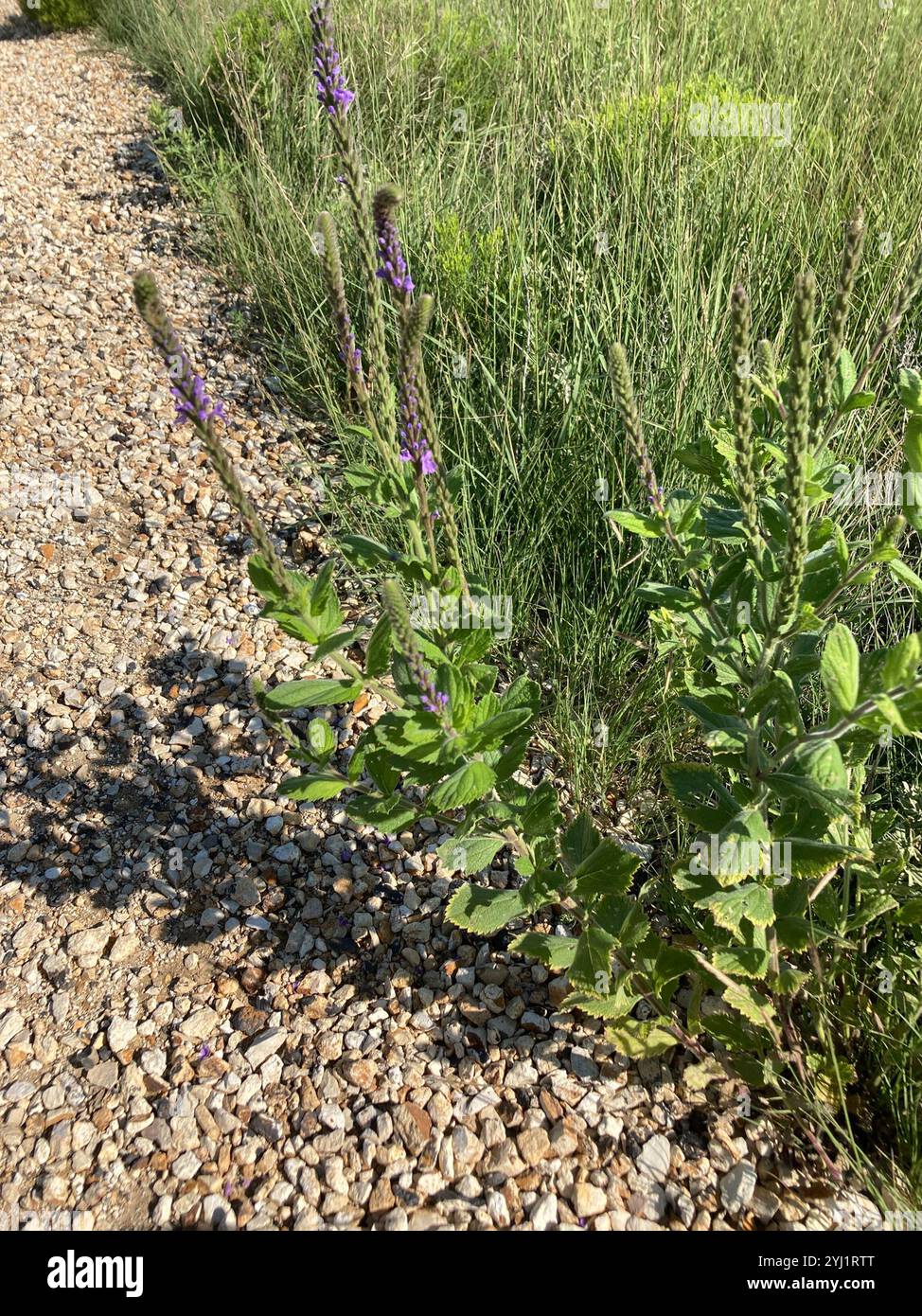 Verveine palourde (Verbena stricta) Banque D'Images