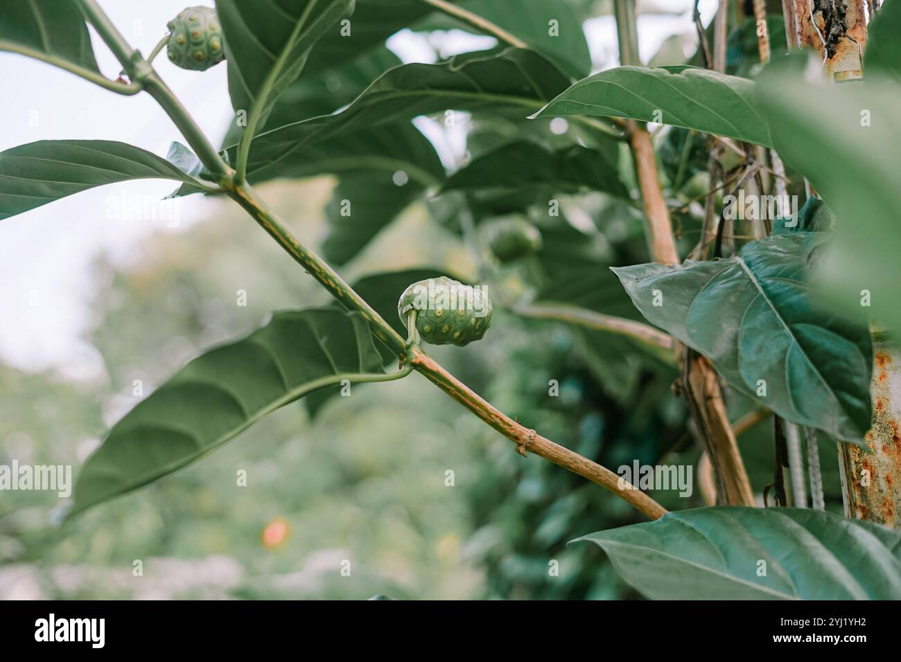 Gros plan d'une branche de plante noni avec de grandes feuilles vertes brillantes et un jeune fruit noni. La verdure naturelle et le flou de fond créent Banque D'Images