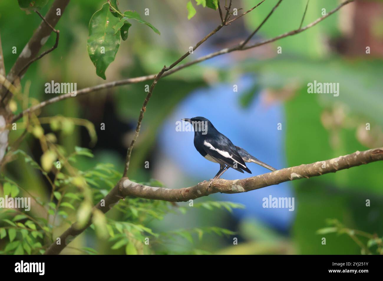 Un magnifique rouge-gorge Magpie oriental assis sur une branche d'arbre à feuilles de curry. Banque D'Images