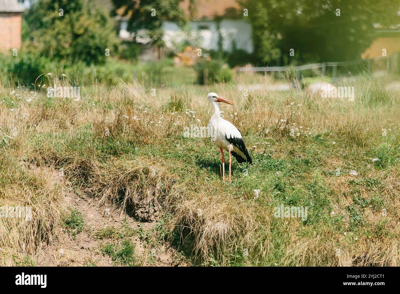 Cigogne blanche européenne adulte debout dans l'herbe verte d'été. Cigogne d'oiseau de champ sauvage dans le champ Banque D'Images