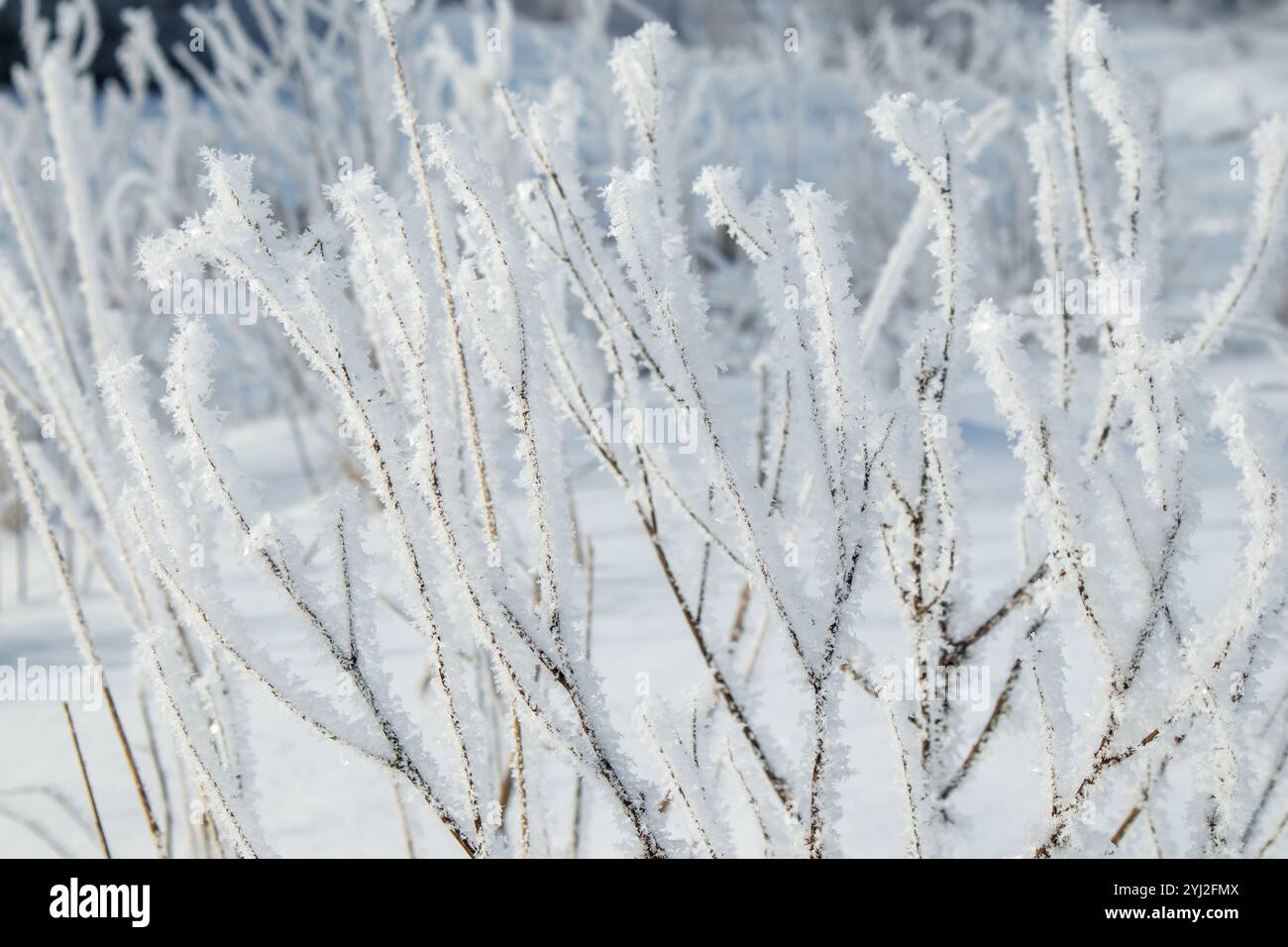 herbe recouverte de givre lors des premières gelées d'automne, arrière-plan naturel abstrait. feuilles vertes de plantes couvertes de gel, vue du dessus. Fin de l'automne, TH Banque D'Images