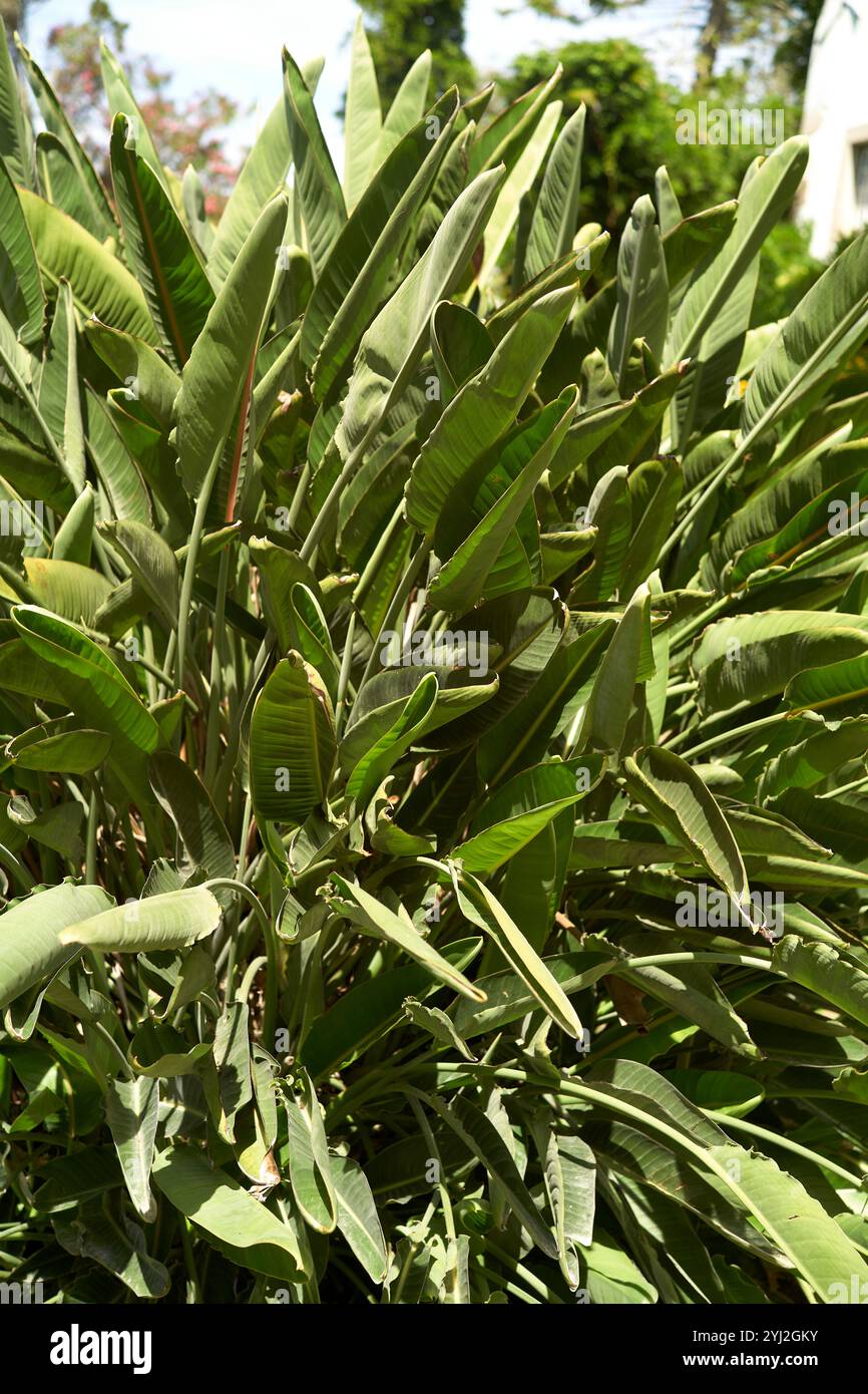 Plante tropicale verte avec des feuilles allongées fleurissant dans un cadre de jardin, Portugal Banque D'Images