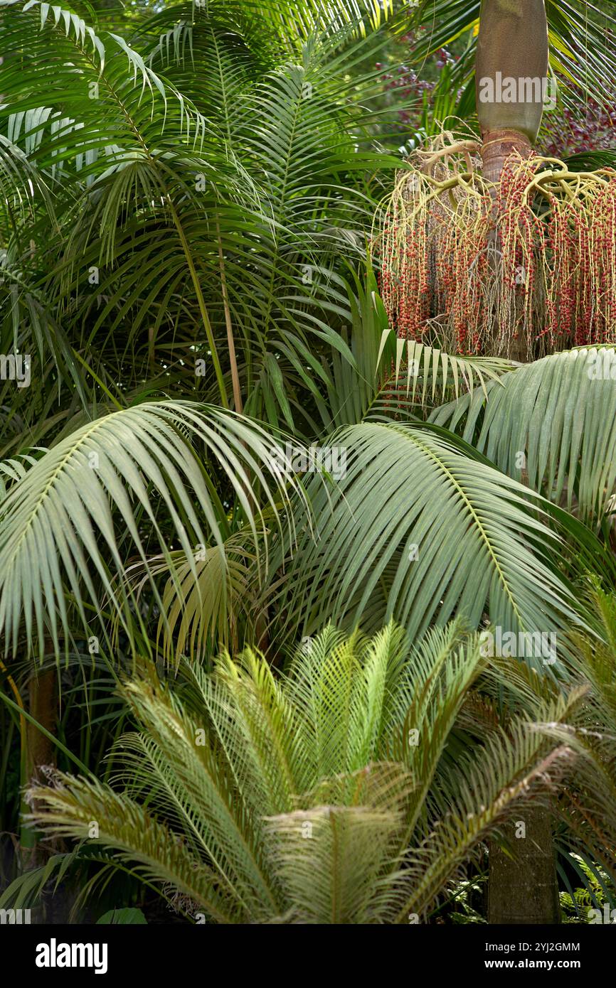 Plantes tropicales vertes luxuriantes avec des frondes de palmier et un arbre en fleurs avec des fleurs rouges suspendues, Portugal Banque D'Images