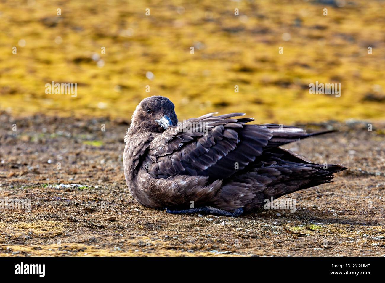 Un Skua subantarctique dans la nature Banque D'Images