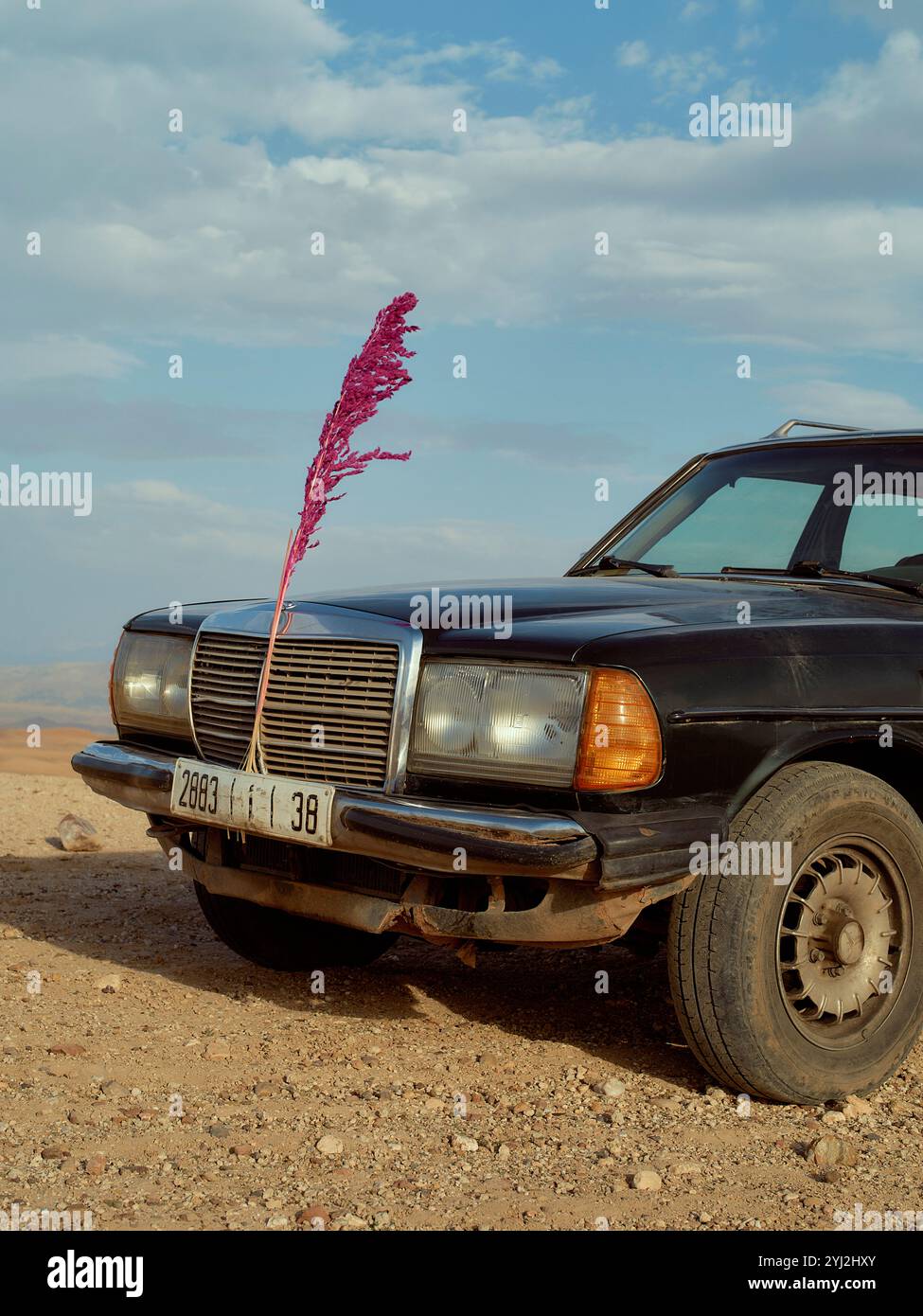 Voiture noire vintage avec un panache rose éclatant sur sa calandre garée sur une route désertique sous un ciel dégagé, Maroc Banque D'Images