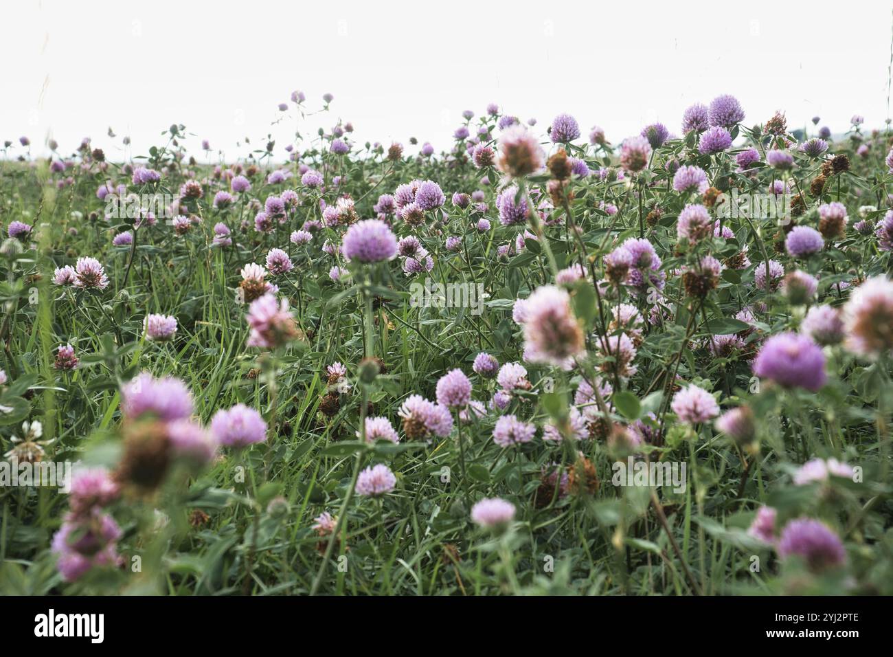 Prairie d'été avec trèfle. Fleurs roses et blanches dans l'herbe verte. Plante cicatrisante et fourragère. Fleurs dans la nature Banque D'Images