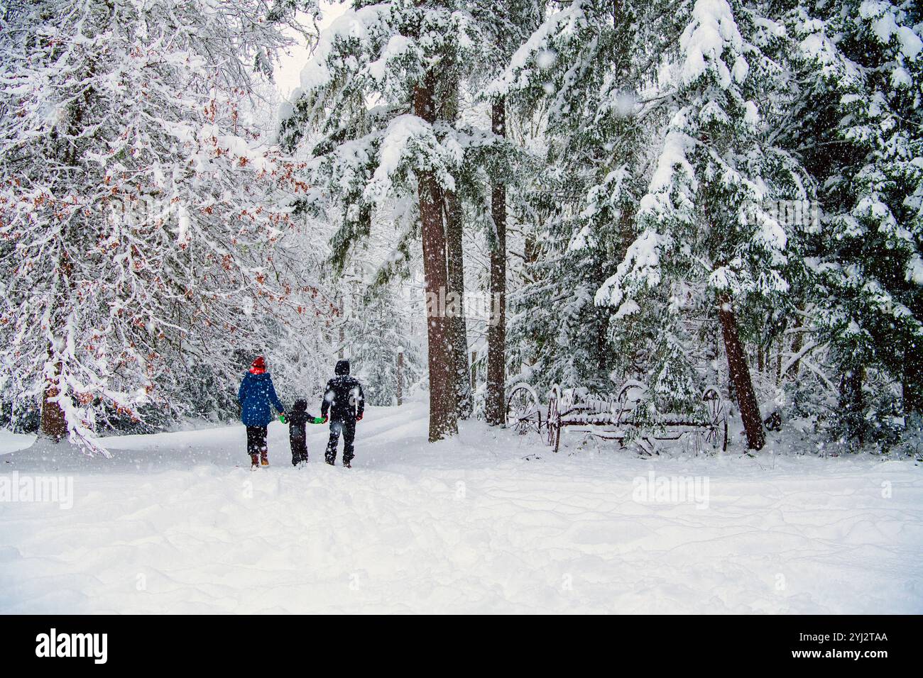 Une famille se promène dans une forêt enneigée avec de grands pins lourdement chargés de neige. Banque D'Images