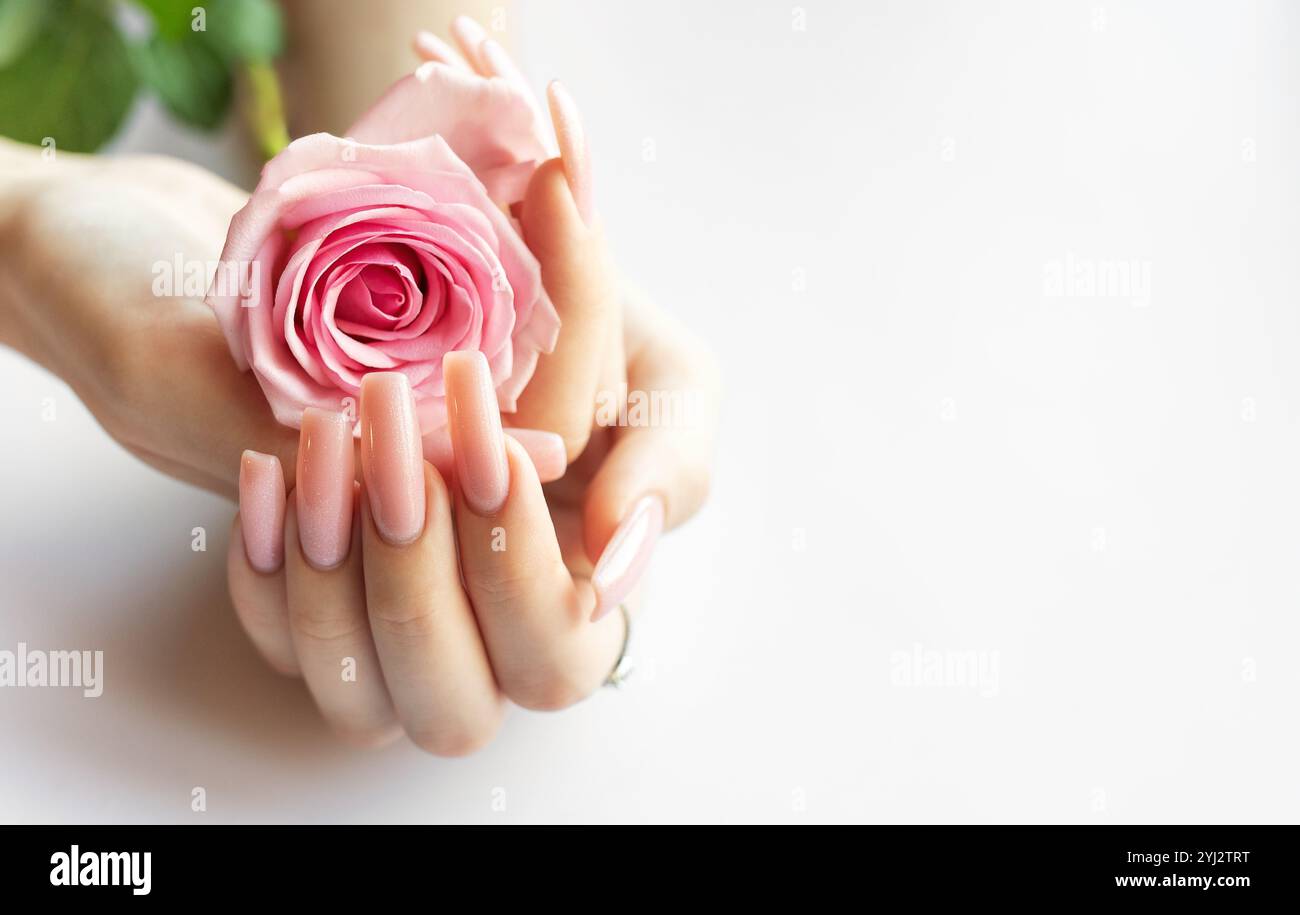 Des mains délicates avec de longs ongles roses bercent une belle rose rose, apportant une touche d'élégance à une atmosphère douce et tranquille dans un espace intérieur. Banque D'Images