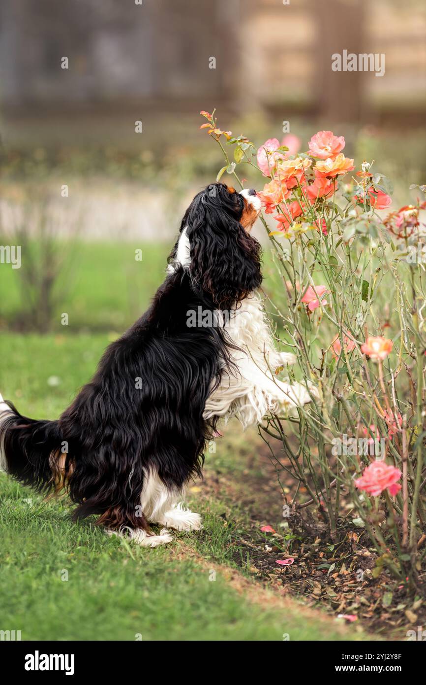 Portrait du roi cavalier tricolore charles Spaniel reniflant des fleurs à la nature Banque D'Images