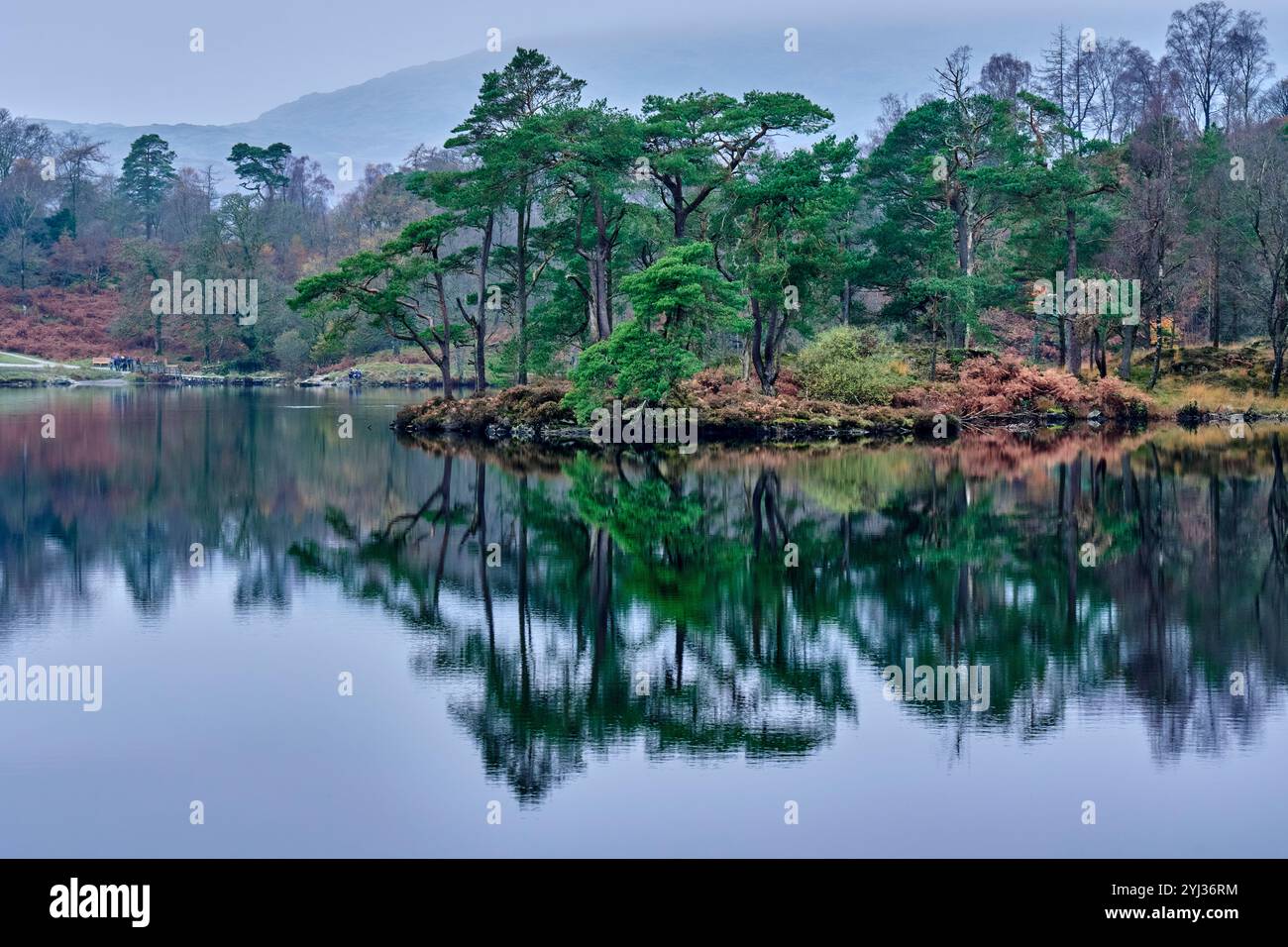 Réflexion des arbres dans Tarn Hows, Hawkshead Hill, Lake District, Cumbria Banque D'Images