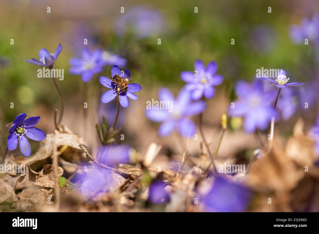 Abeille ouvrière collectant le nectar des premières fleurs violettes bleues d'Anemone hepatica au début du printemps. Banque D'Images