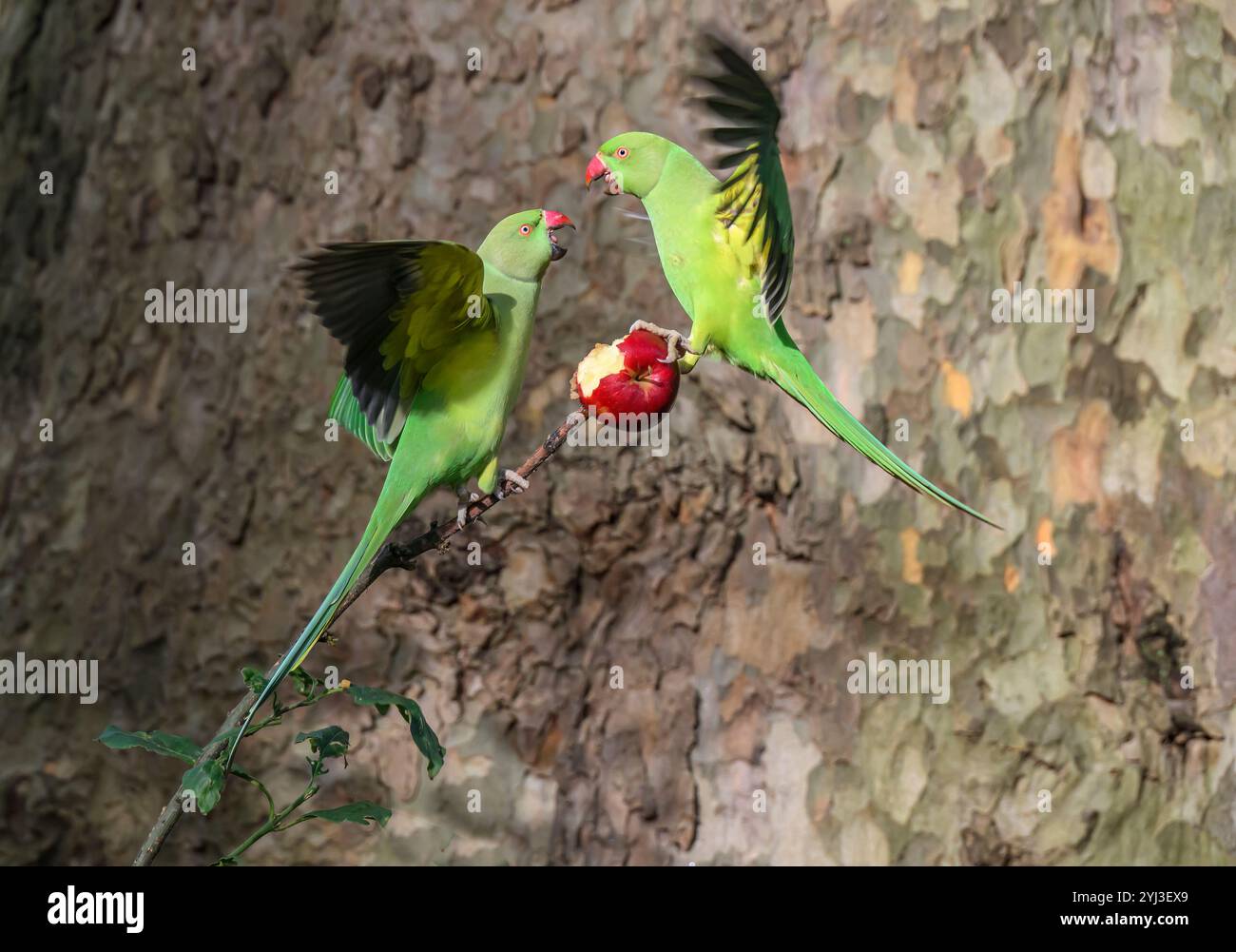 Oiseaux, perruches, combats pour la pomme, un en vol. À Londres - St James Park. Royaume-Uni Banque D'Images