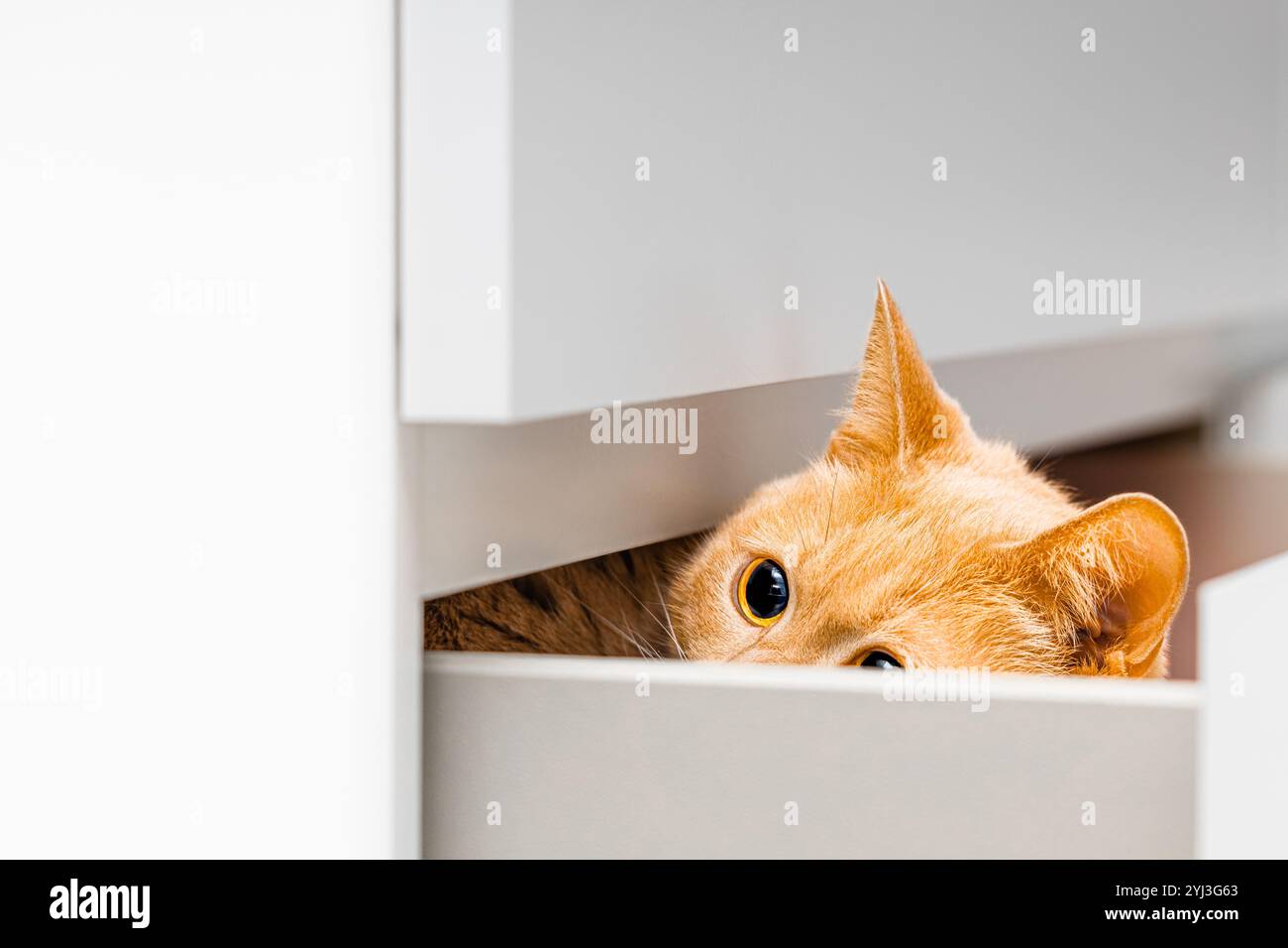 chat domestique au gingembre caché dans le tiroir de la commode. chat jetant un coup d'œil hors du tiroir du placard. gros yeux de chat. Banque D'Images