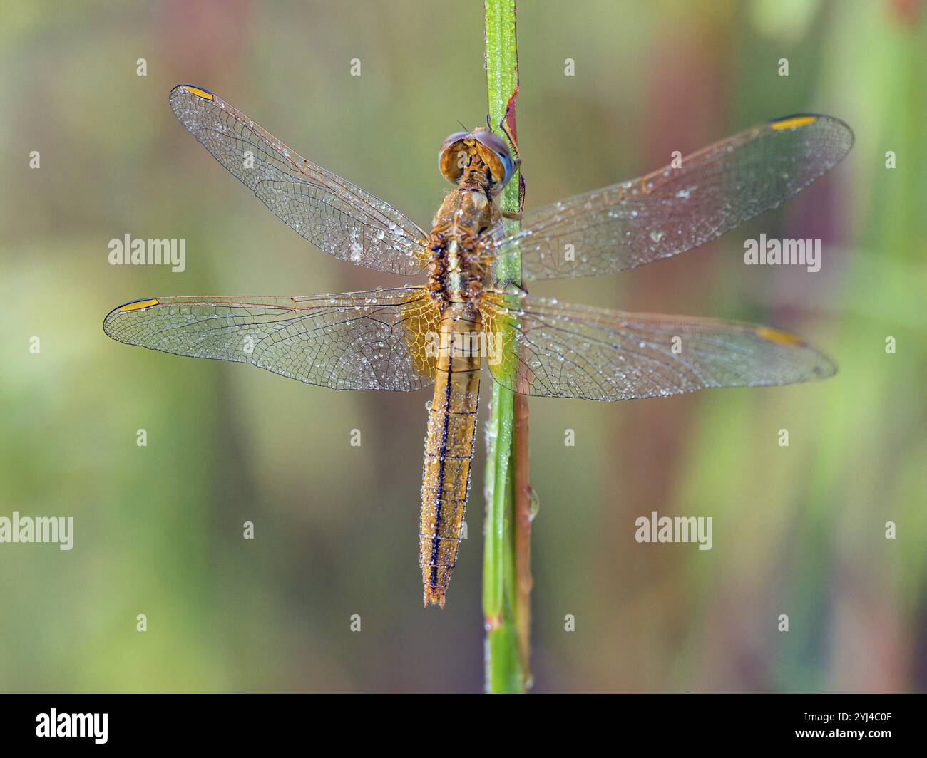 Libellule de feu occidental, (Crocothemis erythraea, libellule, insectes, surveillance, Afrique, South Bank, Gambie, Afrique Banque D'Images