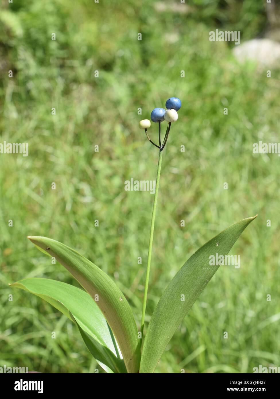 Gros plan sur les baies bleues de lys Clinton borealis BlueBele en extérieur Banque D'Images