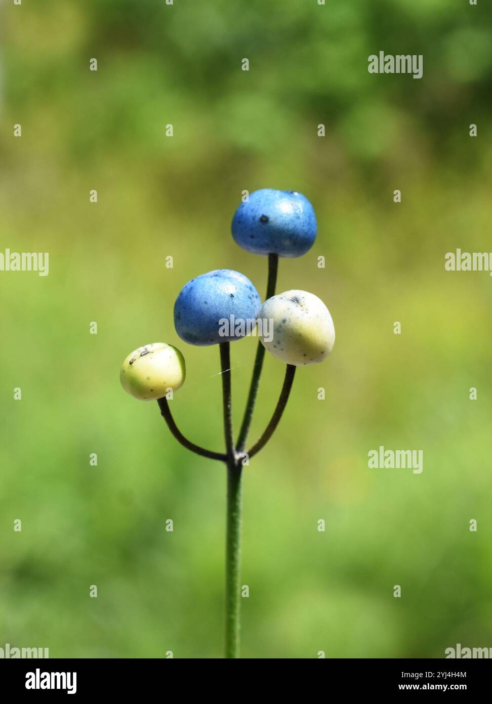 Gros plan sur les baies bleues de lys Clinton borealis BlueBele en extérieur Banque D'Images