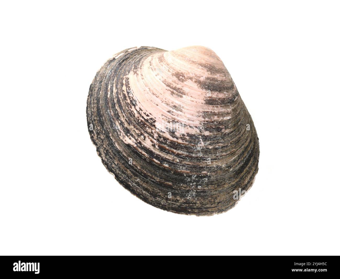 Ocean quahog Arctica islandica coquillage sur fond blanc Banque D'Images