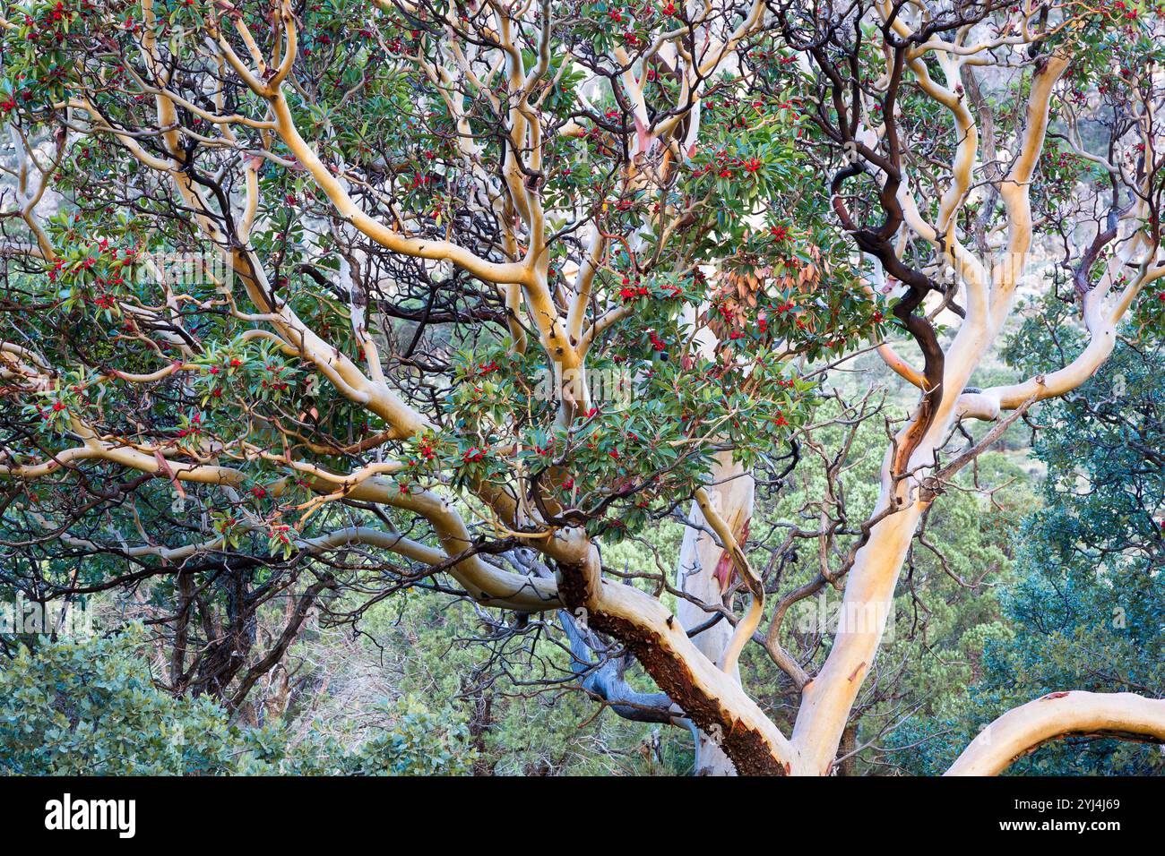 Un arbre madrone avec écorce lisse et baies, parc national des montagnes Guadalupe, Texas Banque D'Images