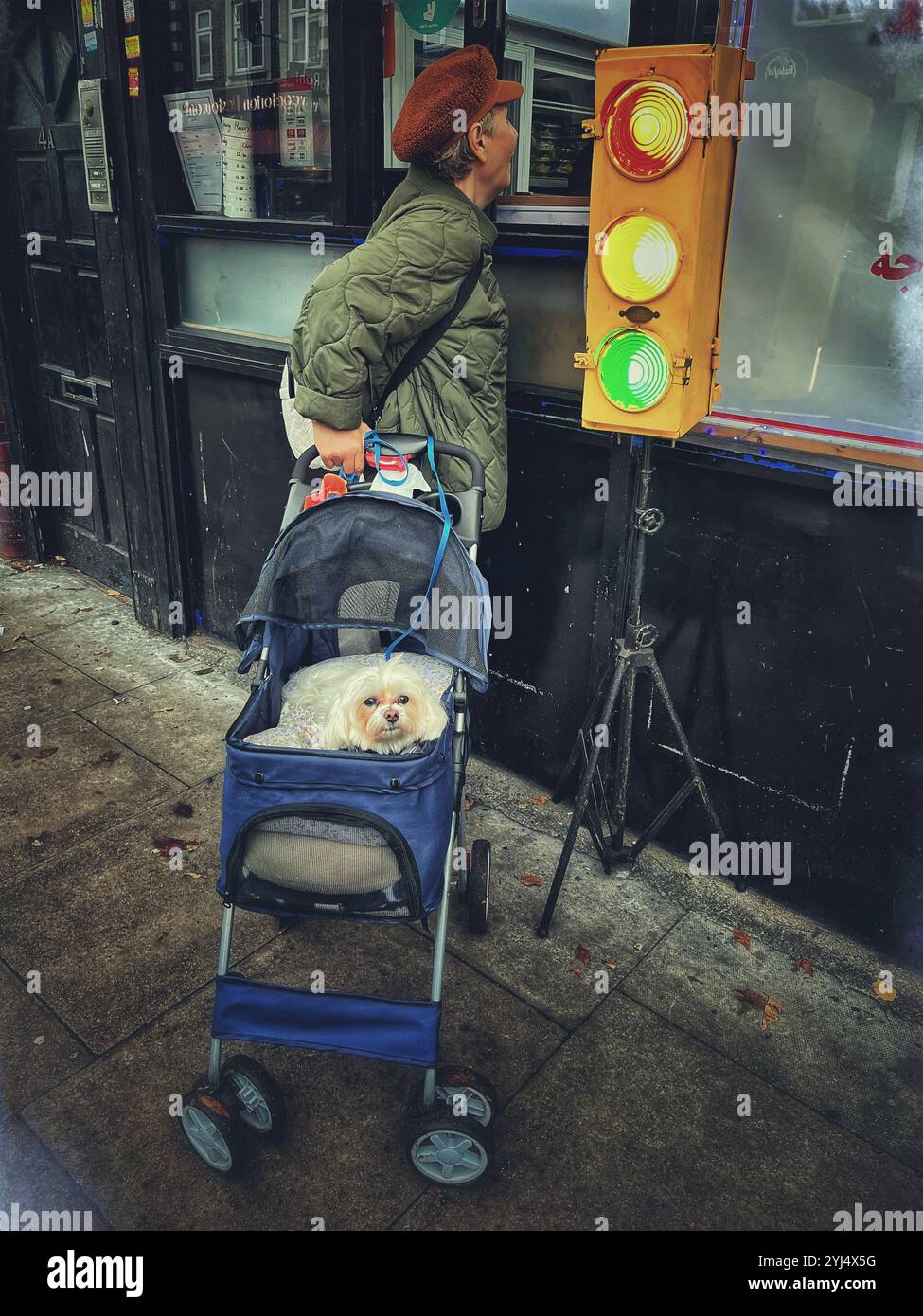 Dame avec un chien dans une poussette à côté d'un ensemble de feux de circulation temporaires. - Image de stock capturée avec un smartphone