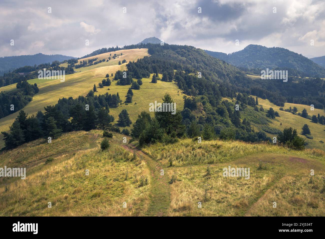 Les collines douces et la végétation luxuriante caractérisent les montagnes tranquilles des Carpates pendant la journée, parc national des Tatras, Pologne Banque D'Images