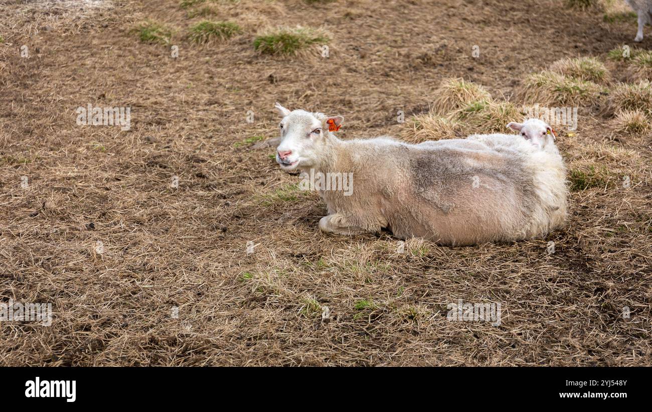 Brebis blanche islandaise avec un agneau couché sur l'herbe dans une ferme près du canyon de Studlagil, Islande. Banque D'Images