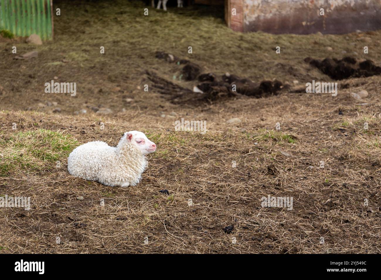 Bébé mouton blanc islandais (agneau) avec étiquette à l'oreille couché dans l'herbe dans une ferme près du canyon de Studlagil, Islande. Banque D'Images
