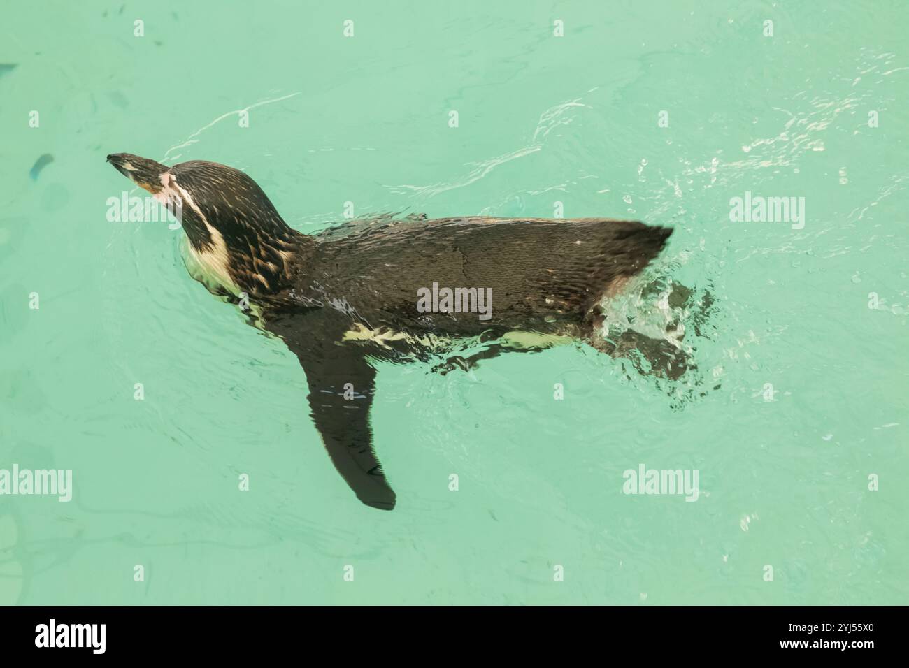 Angleterre, Kent, Wingham, Wingham Wildlife Park, Humboldt Penguin Swimming Banque D'Images