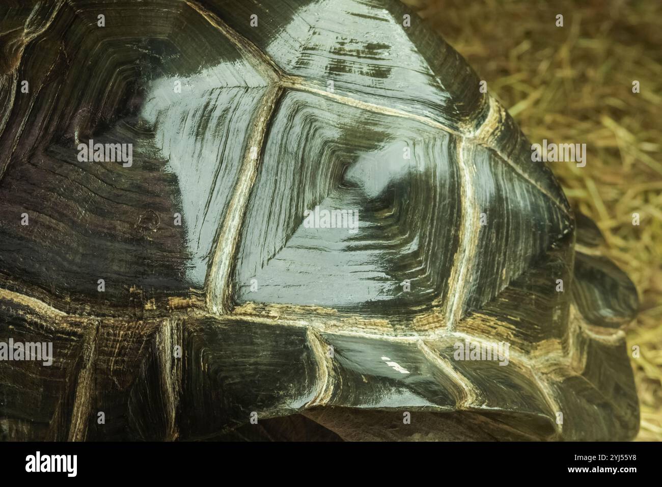 Angleterre, Kent, Wingham, Wingham Wildlife Park, Aldabra Giant Tortoise Shell Detail Banque D'Images