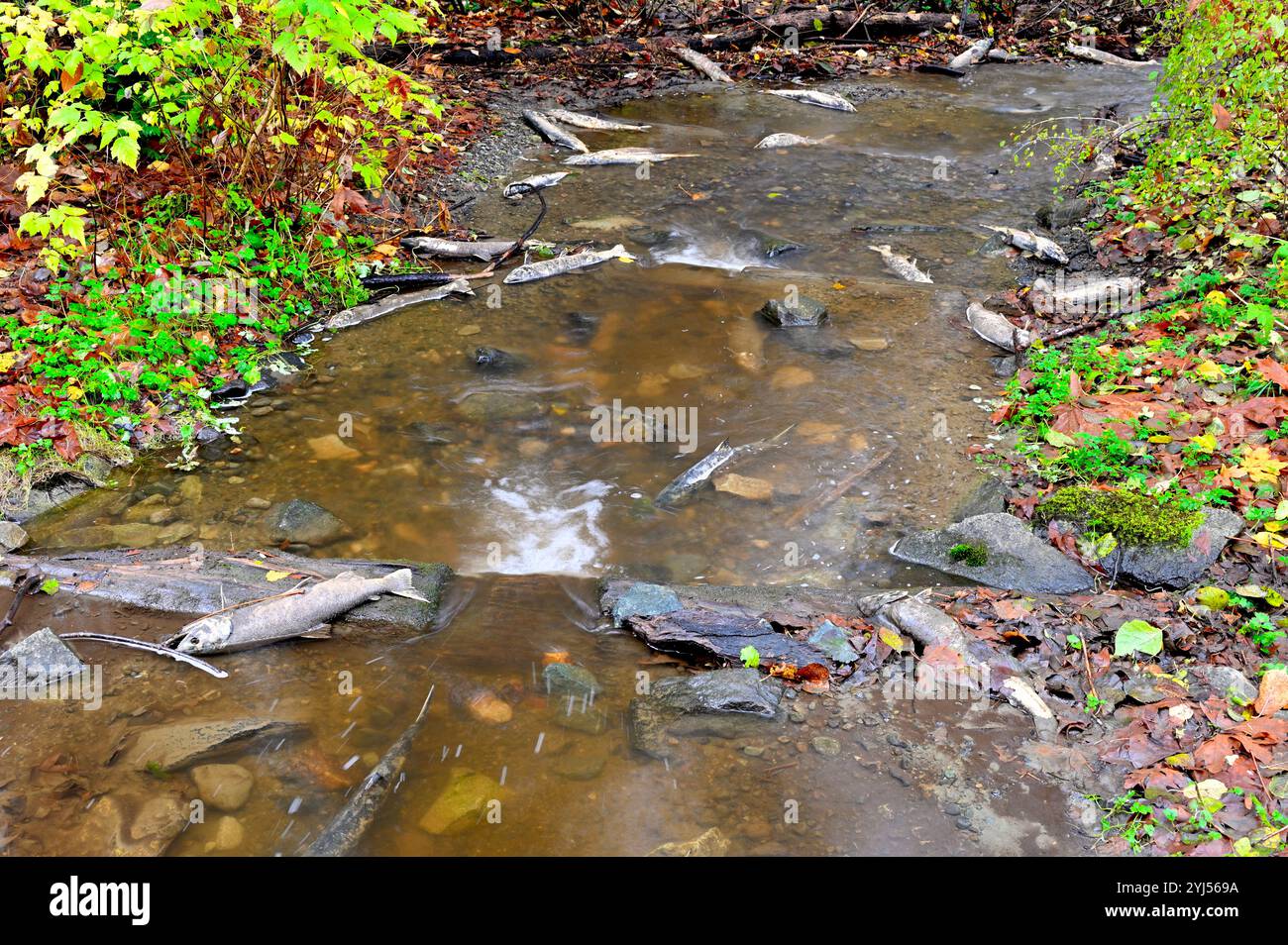 Saumons frayant dans la rivière Puntledge, Courtenay Comox Valley, île de Vancouver, Colombie-Britannique. Banque D'Images