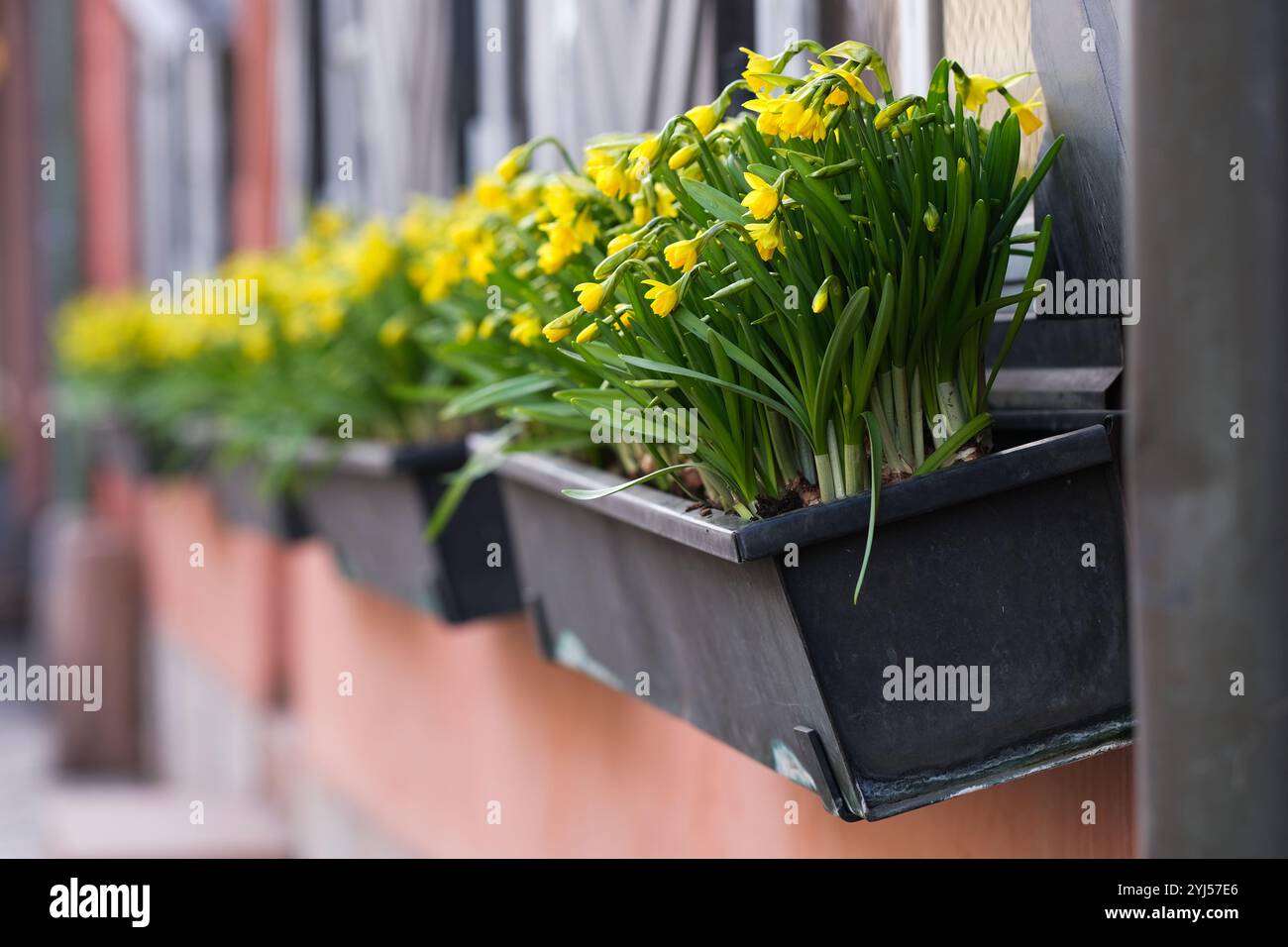 Fleurs de jonquille dans une boîte sur le mur d'un bâtiment Banque D'Images