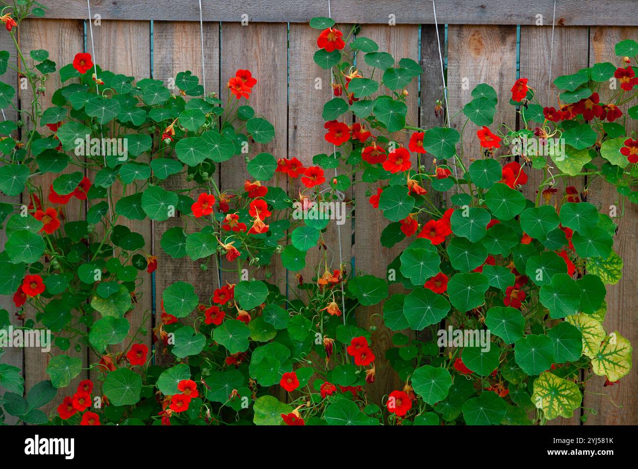 Fleurs rouges du jardin Nasturtium (Tropaeolum majus) contre la clôture en bois. Banque D'Images