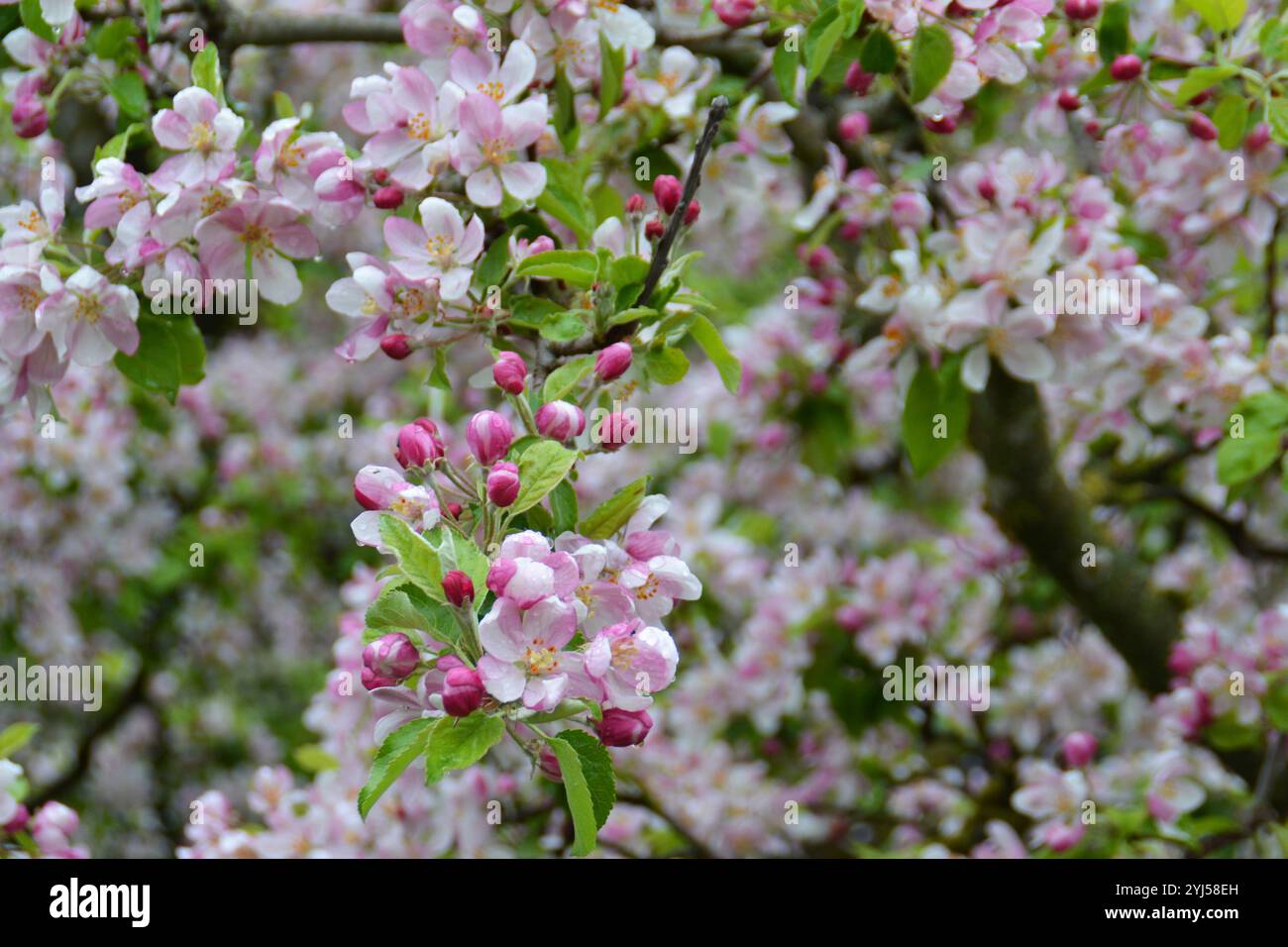 Fermez les bourgeons en fleurs sur les branches de Crab Apple Tree - Malus sylvestris. Belles fleurs roses. Augsbourg, Allemagne Banque D'Images