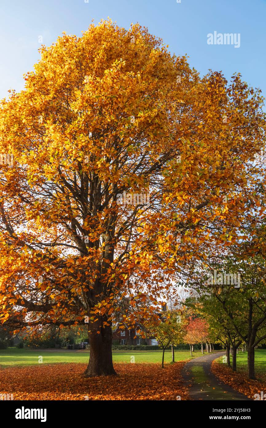 Angleterre, Kent, Tunbridge Wells, Langton Green, feuilles d'automne colorées Banque D'Images