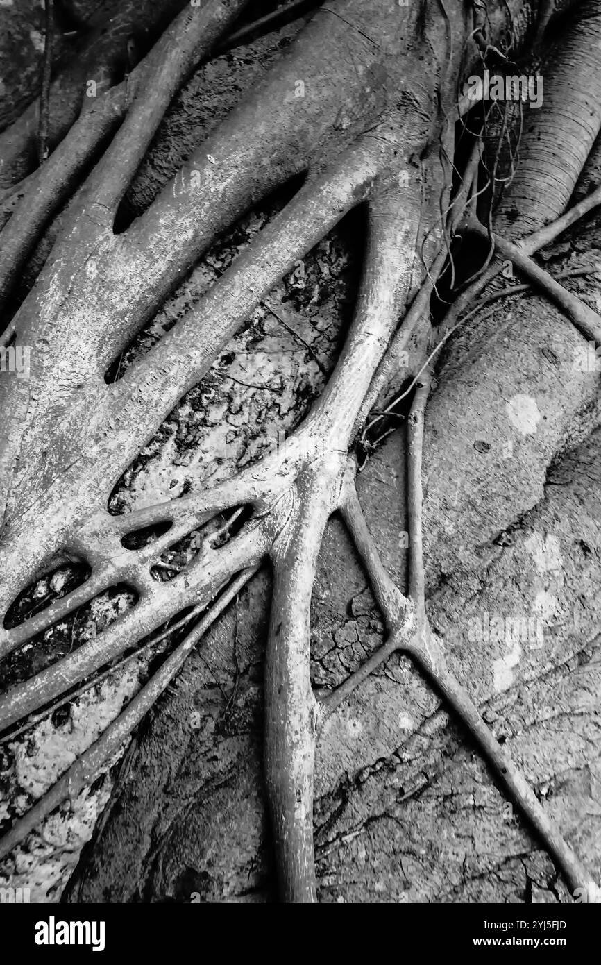 Image noir et blanc monochrome de la nature de l'ancien tronc d'arbre avec texture et caractère. Howrah, Bengale-Occidental, Inde. Banque D'Images