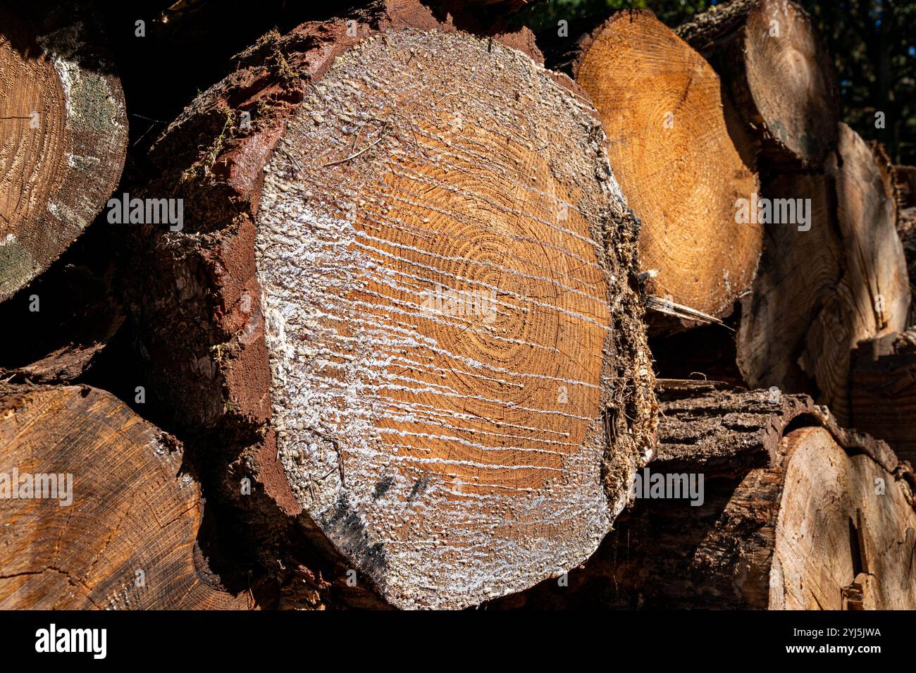 Une grande bûche avec une substance blanche dessus. Le journal est entouré d'autres journaux Banque D'Images