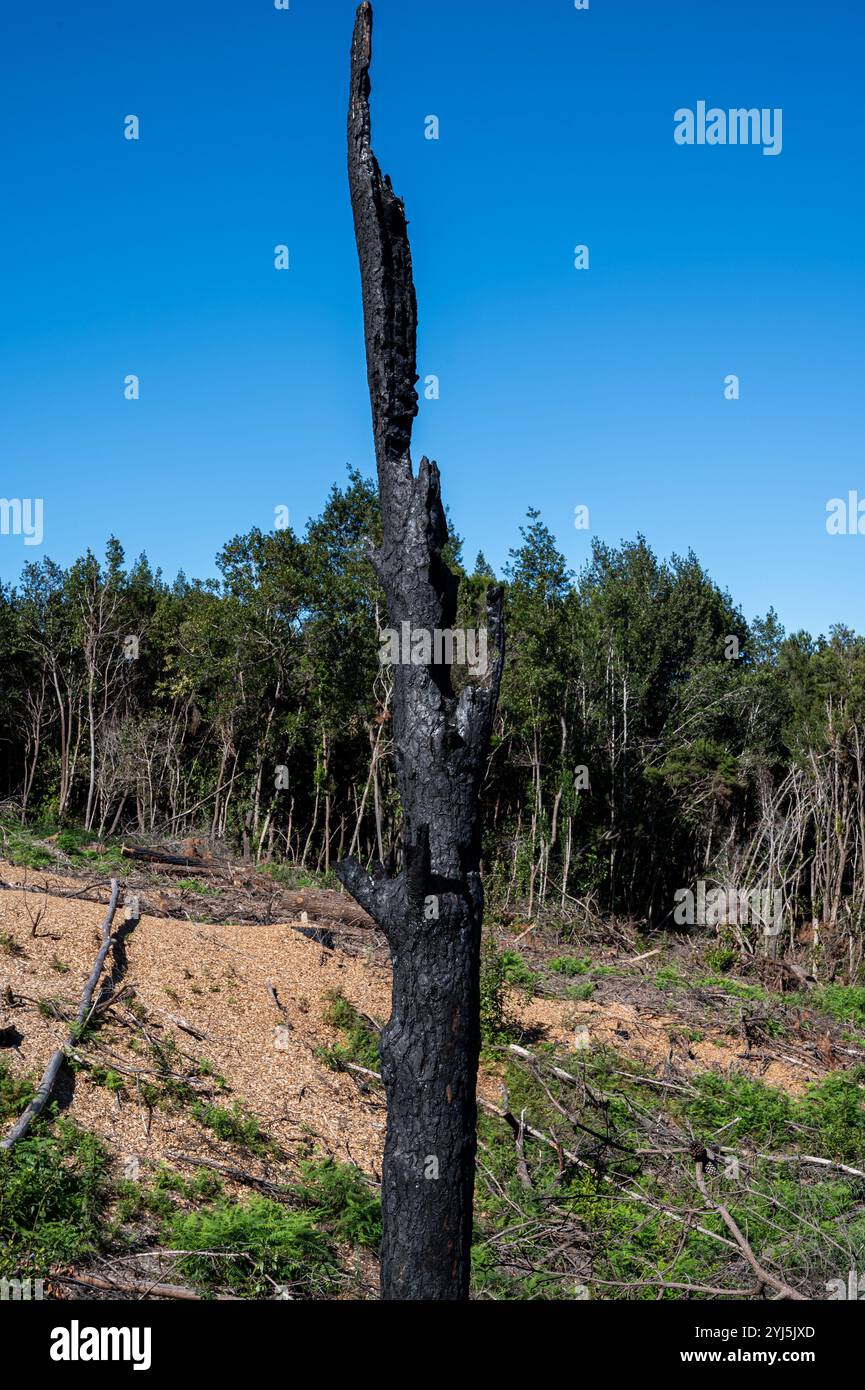 Un grand tronc d'arbre est carbonisé et noir, avec quelques feuilles vertes encore accrochées à lui. Le ciel est clair et bleu, et la zone environnante est couverte Banque D'Images