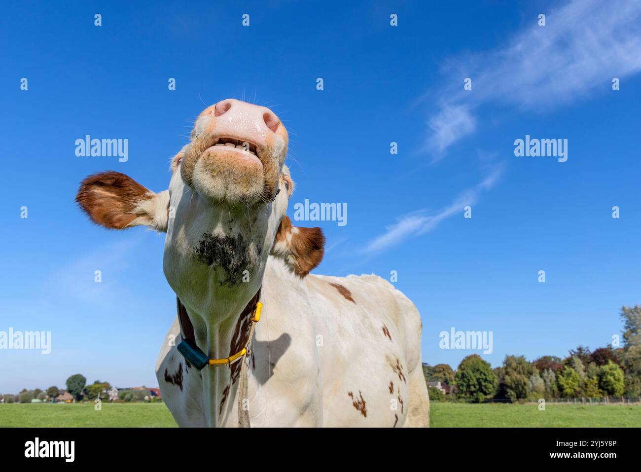 Vache blanche reniflant la tête levée, bouffant en l'air, grand nez rose, bétail laitier et ciel bleu Banque D'Images