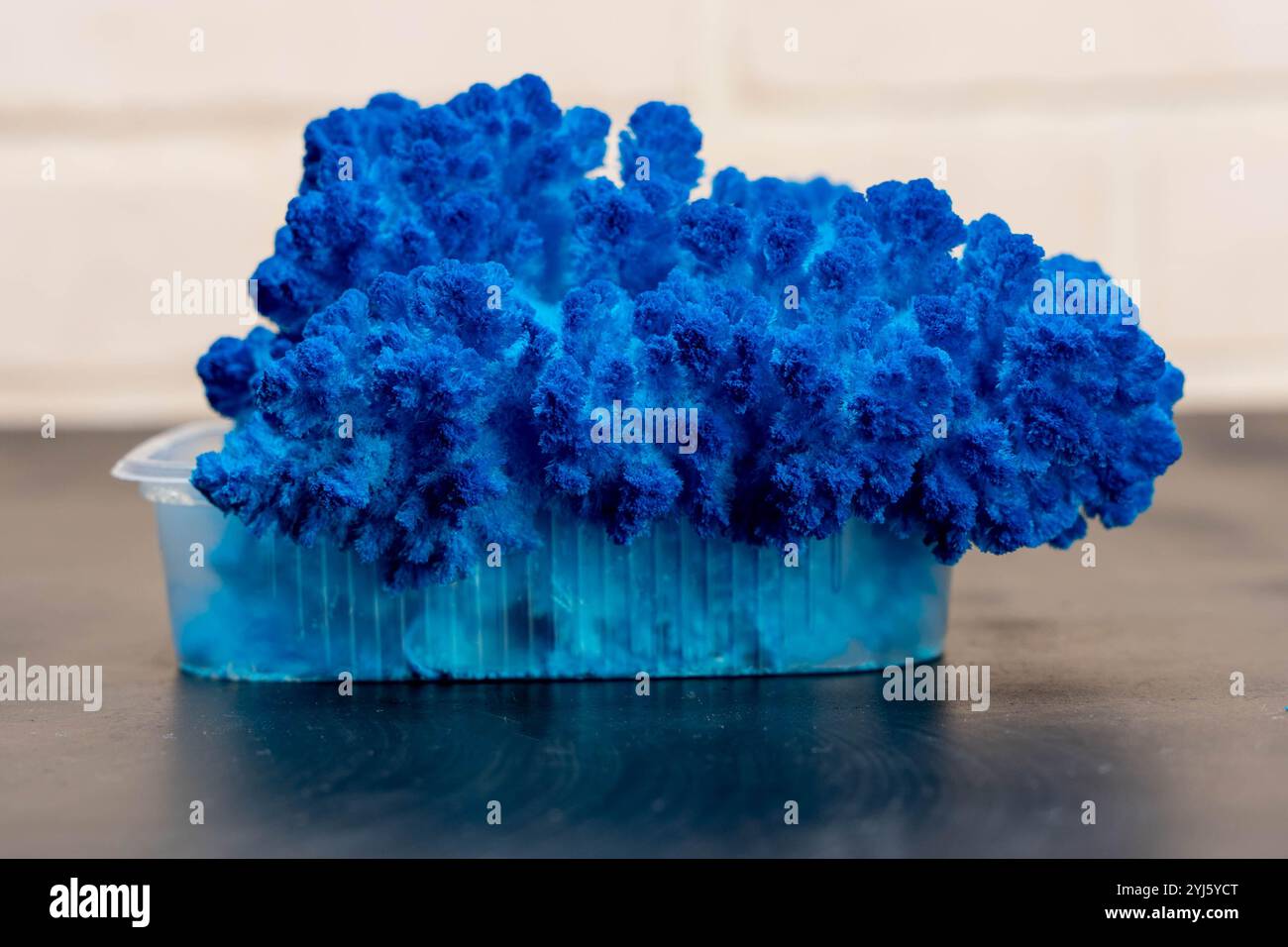 Cristal bleu de sulfate de cuivre se développant dans un récipient en plastique sur un fond sombre Banque D'Images