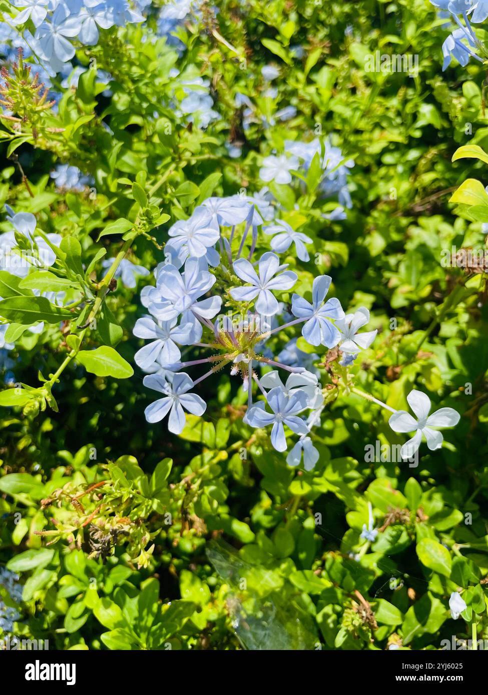 fleur bleue - Image de stock capturée avec un smartphone