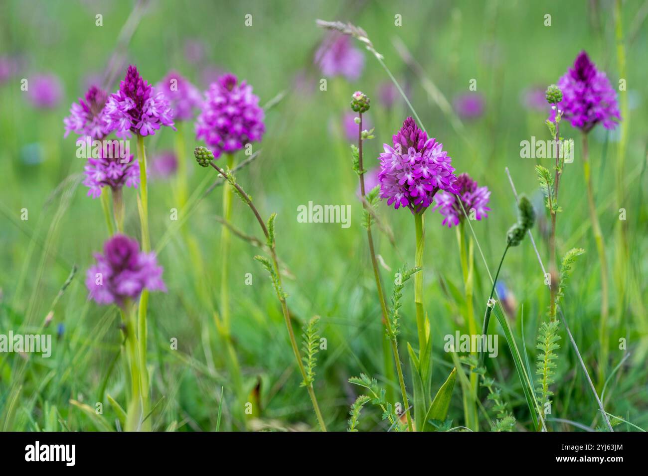 Orchidée pyramidale en pleine floraison Banque D'Images