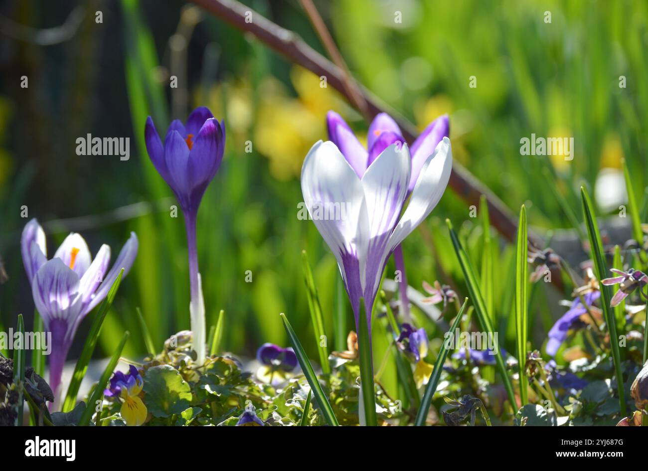 Fleurs de crocus violettes et blanches dans le champ Banque D'Images