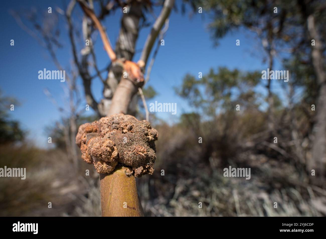 Le champignon de la rouille Acacia Gall, Uromycladium tepperianum, pousse sur le saule de Port Jackson, le hochet à couronne dorée, Accacia saligna, comme agent de lutte biologique Banque D'Images