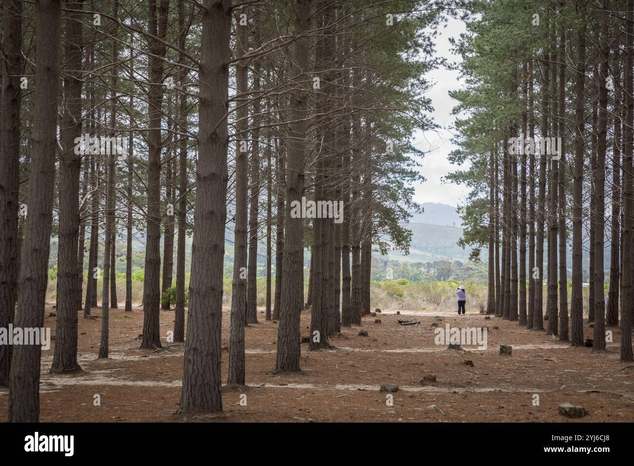 PIN de Monterey, Pinus radiata, introduit en Afrique du Sud comme espèce de plantation de bois, Lower Tokai, Parc national de table Mountain, Cape Town, Australie méridionale. Banque D'Images