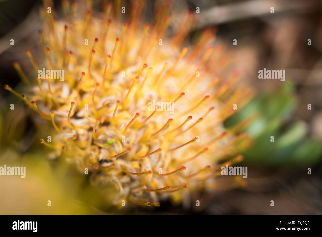 Green Snakestem Pinhion, Leucospermum hypophyllocarpodendron ssp. hypophyllocarpodendron, a le nom scientifique le plus long dans le livre de fynbos. Ceci Banque D'Images