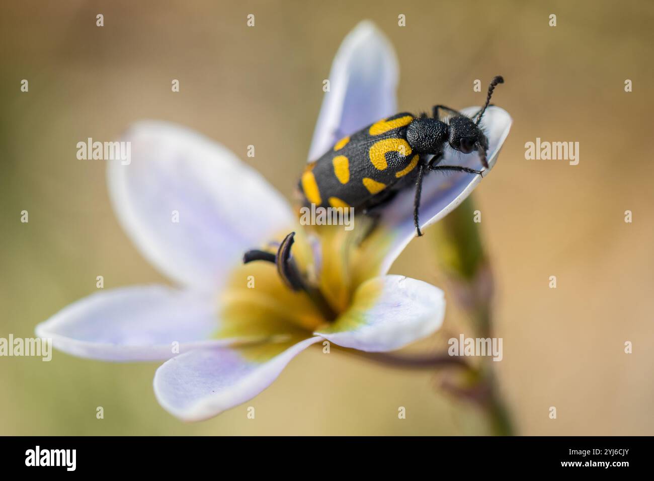Un coléoptère sous blister tacheté, Ceroctis capensis, est assis sur une fleur de pied Kalossie, Ixia monadelpha, Rondebosch Common, Cape Town, Afrique du Sud. Banque D'Images