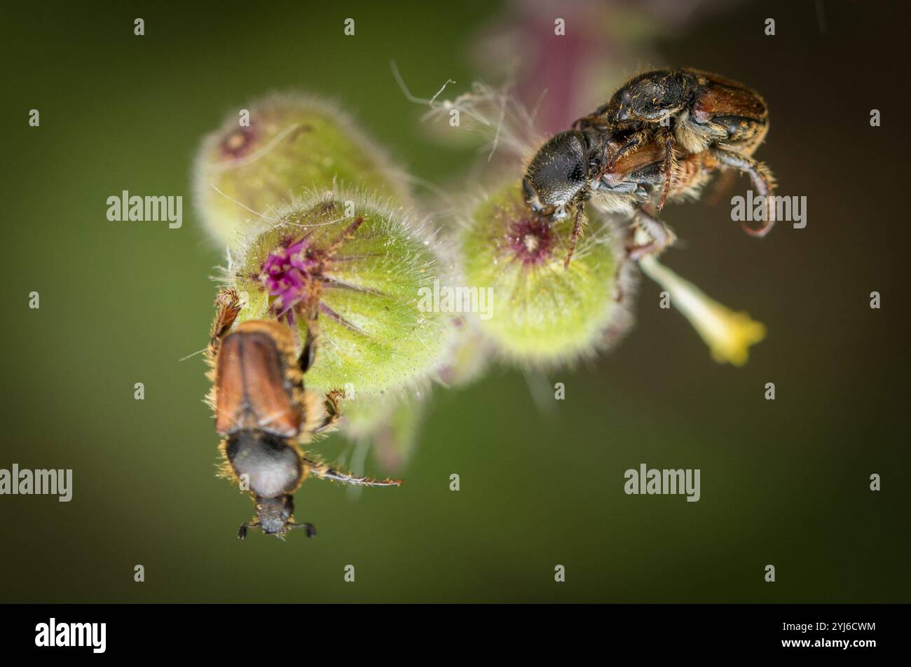 Les coléoptères singes, membres de la tribu Hopliini, se rassemblent sur les boutons floraux de Sandveld Ragwort, Senecio arenarius dans le parc national de table Mountain. Banque D'Images