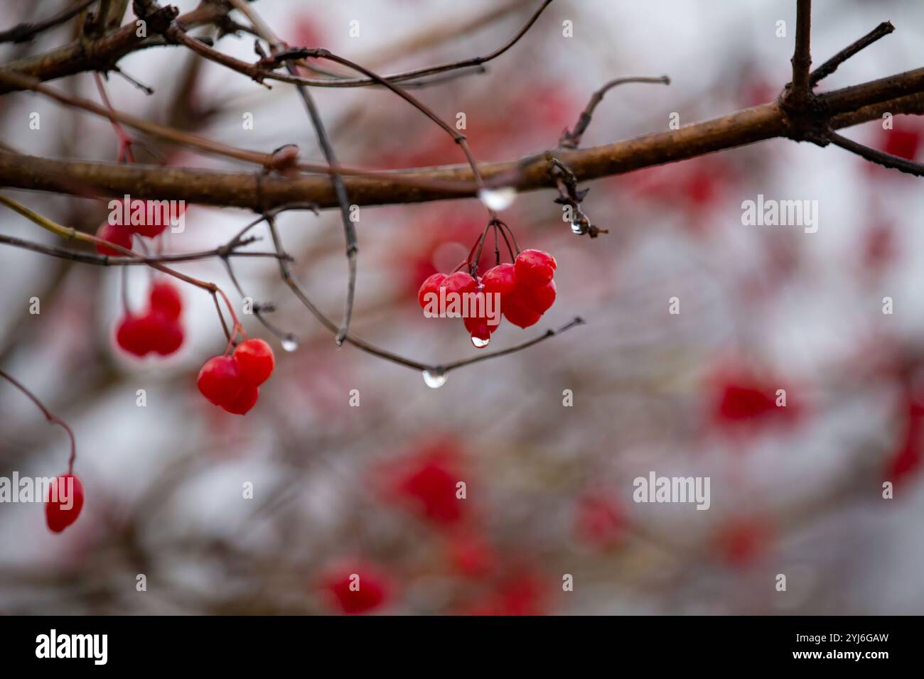 Direction générale de la viorne rouge dans le jardin. Les baies de la Viorne Viburnum opulus et les feuilles à l'automne en plein air de l'automne. Bouquet de petits fruits rouges viburnum sur une branche. Banque D'Images