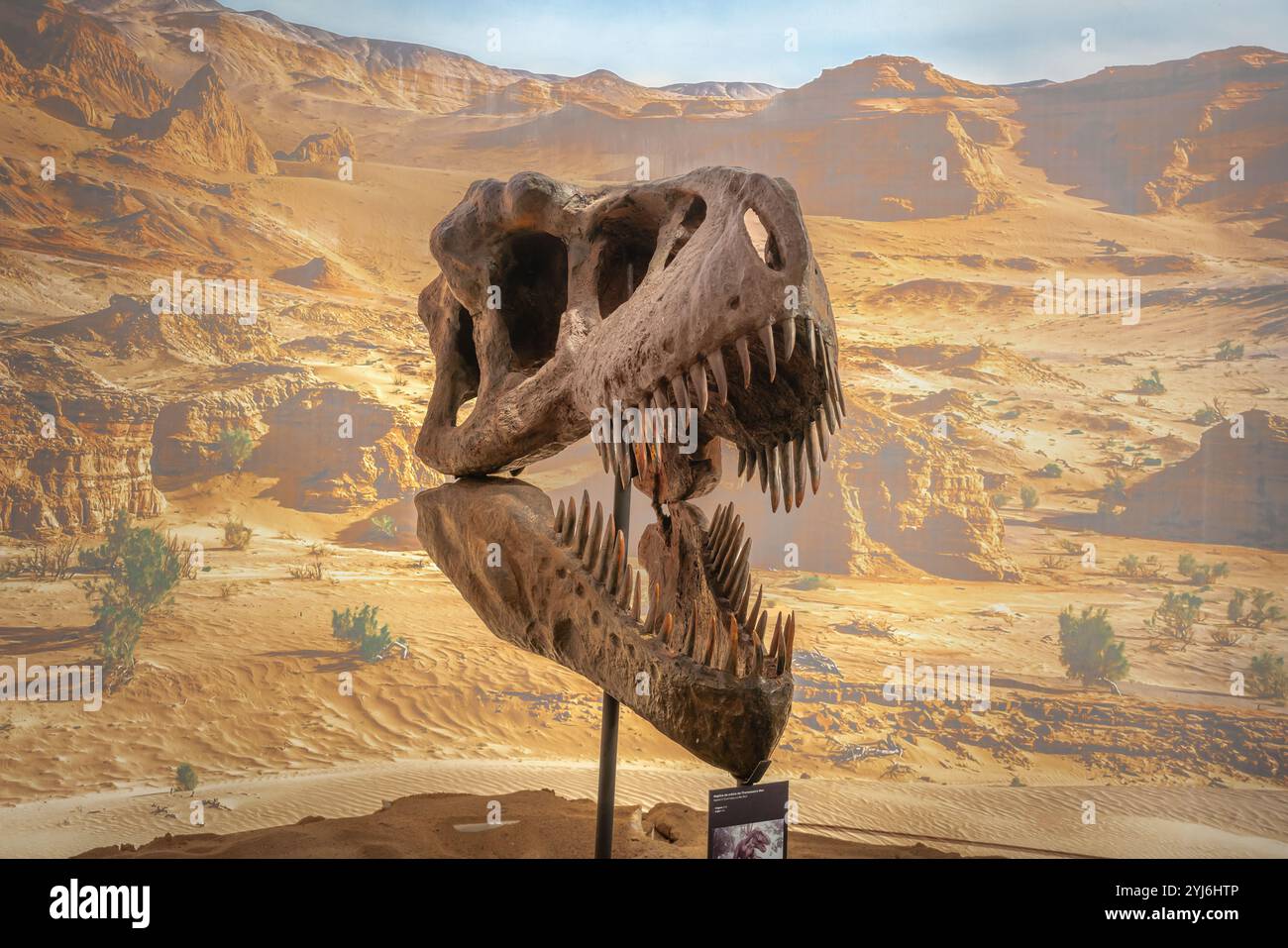 Réplique fossile du crâne T-Rex au Geo Museu (Musée de géologie) - Gramado, Rio Grande do Sul, Brésil Banque D'Images