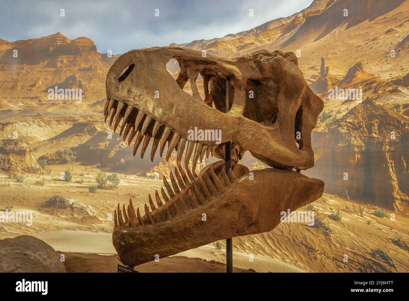 Réplique fossile du crâne T-Rex au Geo Museu (Musée de géologie) - Gramado, Rio Grande do Sul, Brésil Banque D'Images